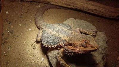 Agama vousatá vč. terária