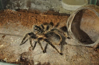 Brachypelma Albopilosa