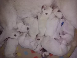 Bílý Švýcarský ovčák