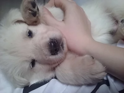 Bílý Švýcarský ovčák