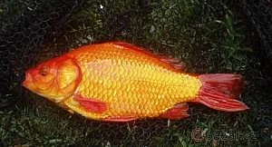 Karas zlaty jezirkove ryby