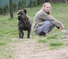 Kanárska Doga