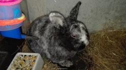 Daruji zakrslého králíka a potkana, pouze osobní předání