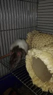 Daruji zakrslého králíka a potkana, pouze osobní předání