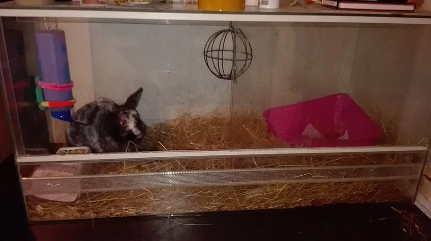 Daruji zakrslého králíka a potkana, pouze osobní předání