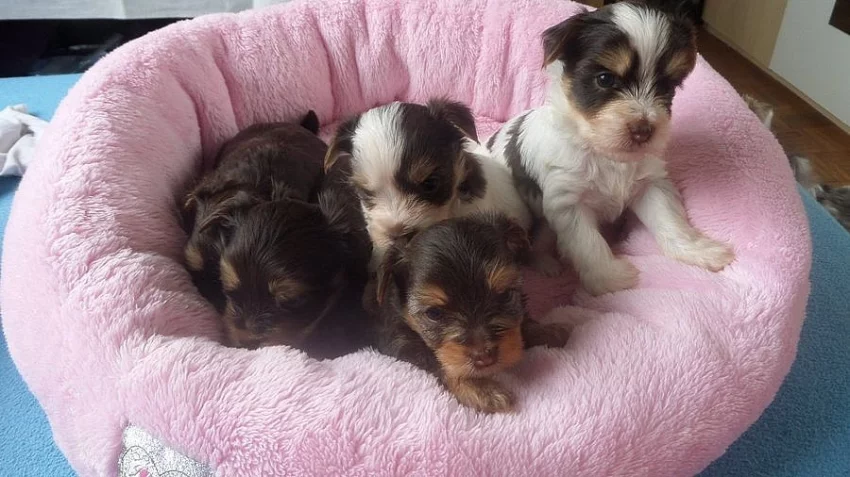 Jorkšírský teriér