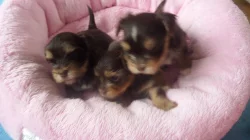 Jorkšírský teriér