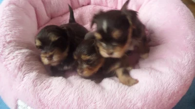 Jorkšírský teriér