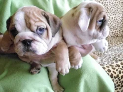 Anglický bulldog štěňátka s PP