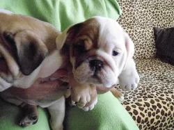 Anglický bulldog štěňátka s PP