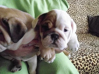 Anglický bulldog štěňátka s PP
