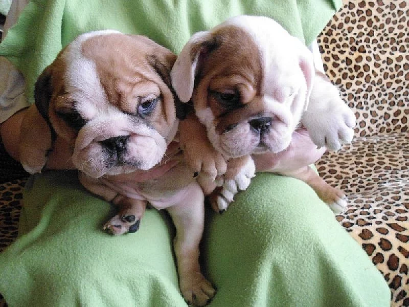 Anglický bulldog štěňátka s PP