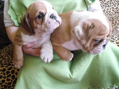 Anglický bulldog štěňátka s PP