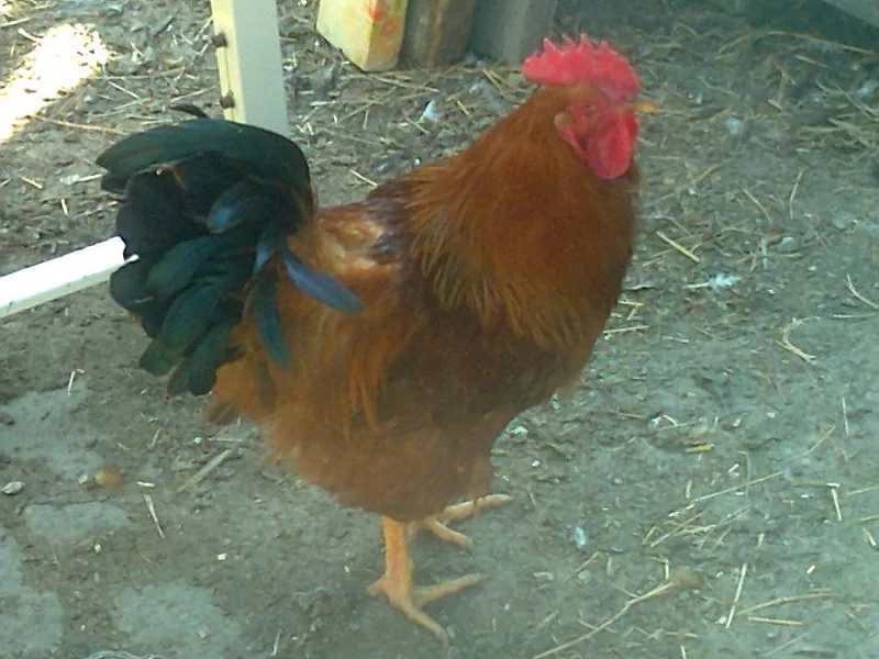 Kohout Hempšír měděný