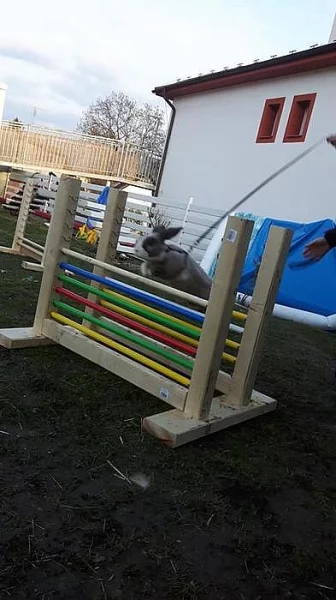 Vymazlení zakrslí beránci,rex gen - zakrslí králíčci s VP