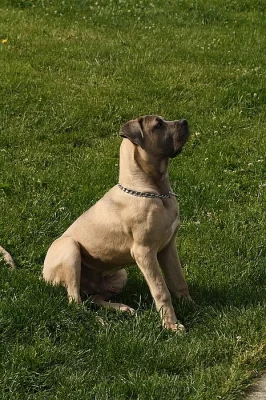 Prodám nebo daruji cane corso