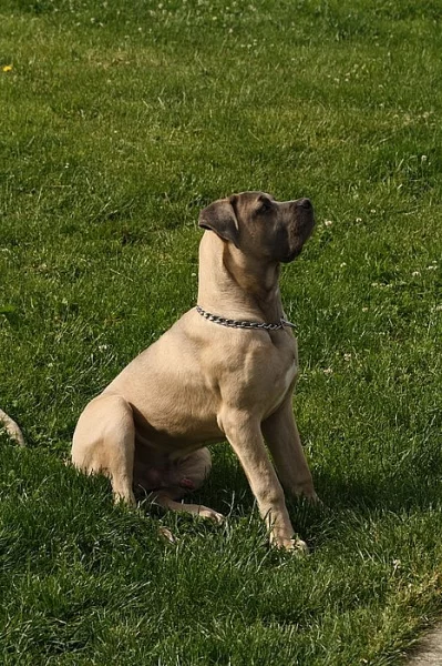 Prodám nebo daruji cane corso