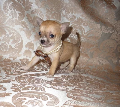 ČIVAVA KRÁTKOSRSTÁ - fenka s PP