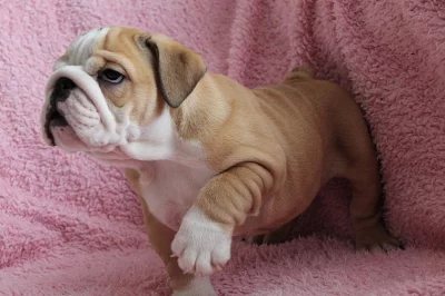 Anglický buldok s PP