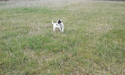 Parson Russell terier bez PP