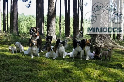 Minidogs - psí salon a hlídání psů