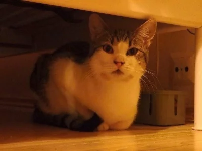 AKU - desetiměsíční kocourek