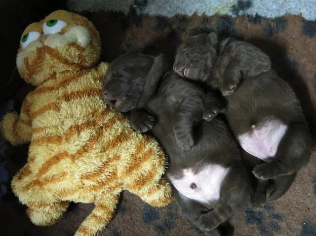 Labrador retriever - čokoládová štěňátka s PP