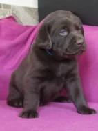 Labrador retriever - čokoládová štěňátka s PP