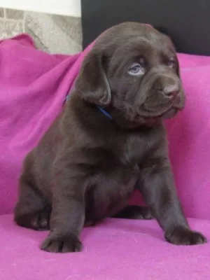 Labrador retriever - čokoládová štěňátka s PP