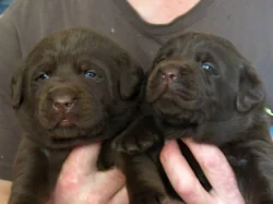 Labrador retriever - čokoládová štěňátka s PP