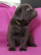 Labrador retriever - čokoládová štěňátka s PP