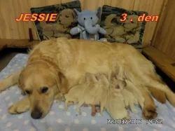 Zlatý retriever