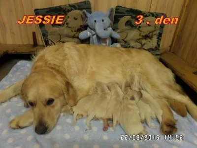 Zlatý retriever
