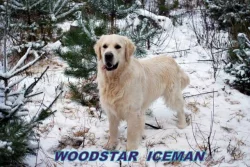 Zlatý retriever