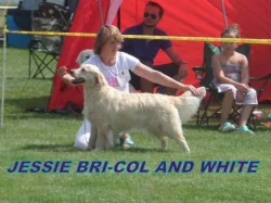 Zlatý retriever