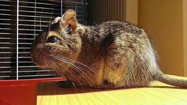 Darujeme osmáka(čky)