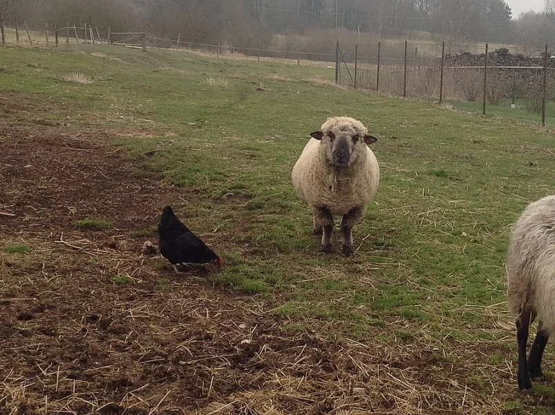 Prodám berana Hampshire Down