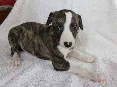 Zadáme štěně vipeta po vynikajících rodičích