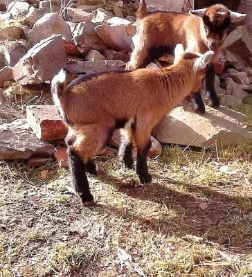 Prodám hnědou KOZU