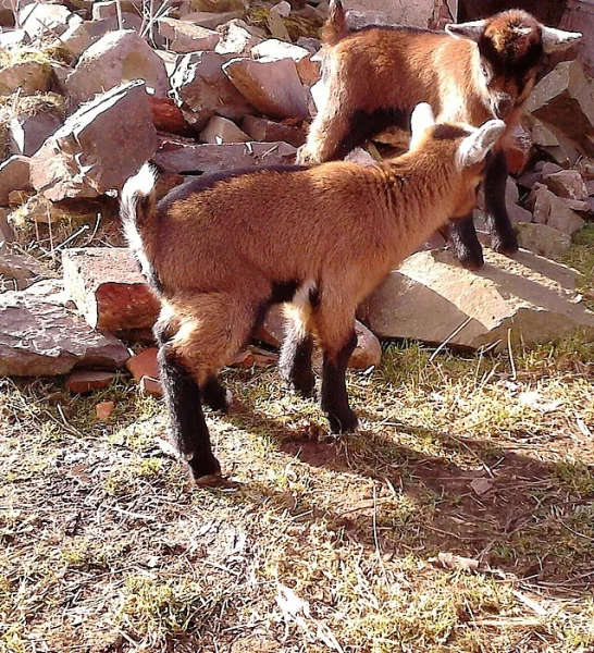 Prodám hnědou KOZU