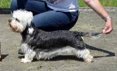 Dandie Dinmont teriér