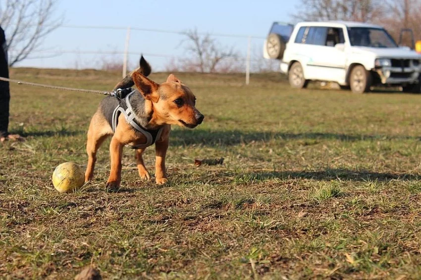 VIKY PINČ KŘÍŽENEC