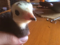 Násadová krůtí vejce