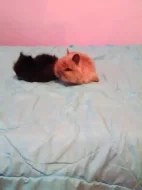 prodam posledni 2 zakrsle kralicky