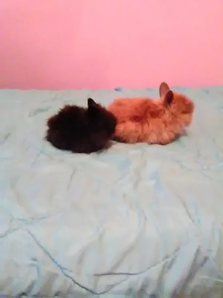 prodam posledni 2 zakrsle kralicky