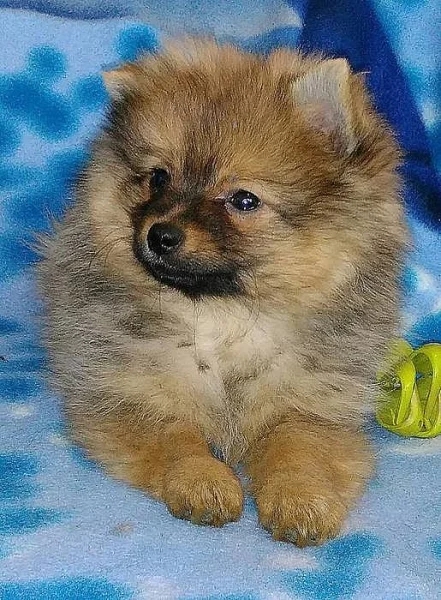 Německý špic malý