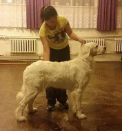 Podhalaňský ovčák