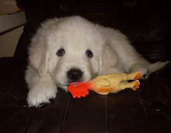 Podhalaňský ovčák