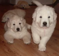 Podhalaňský ovčák