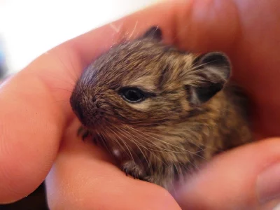 Šest zdravých malých osmáků